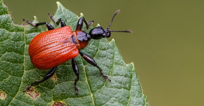 Apoderus coryli beetle on a green leaf