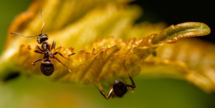 Two ants on a yellow leaf, macro photography