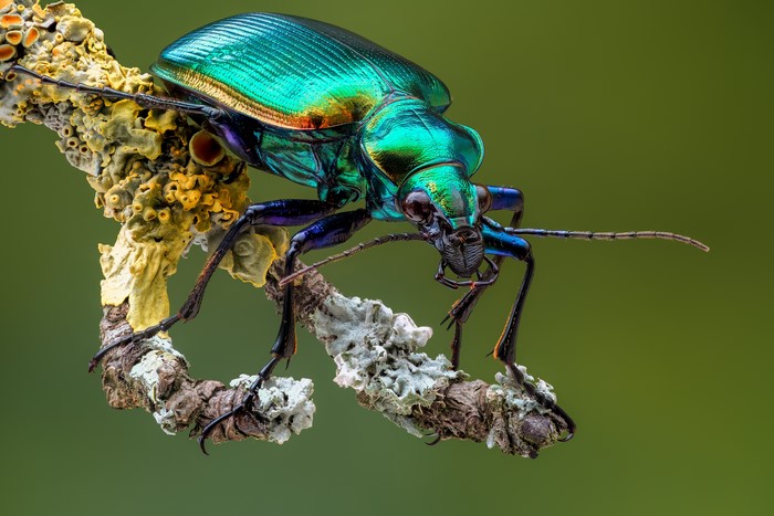 Calosoma beetle on a branch with lichen