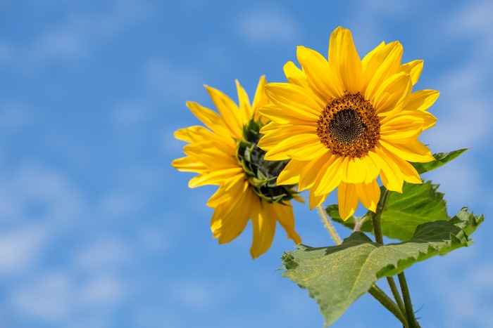 Two Sunflowers Against a Blue Sky
