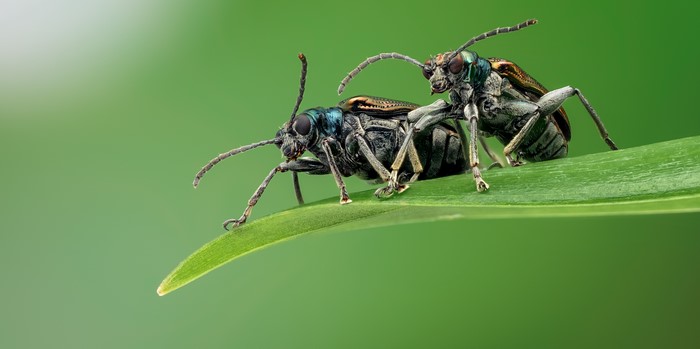 Two Chrysomelid Bugs Mating on a Leaf