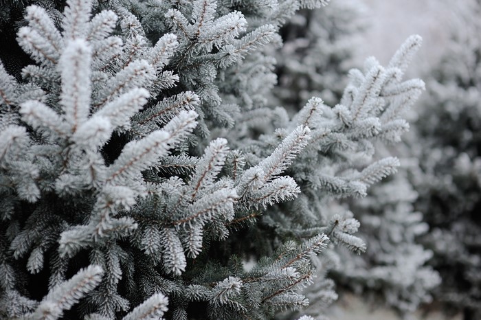 Frost covered spruce branches