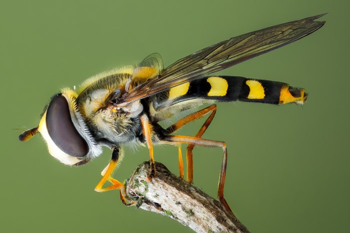 Syrphidae fly on a branch