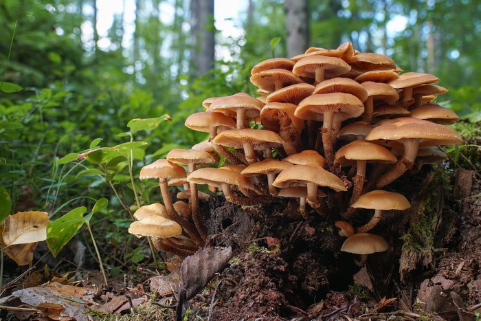 Kuehneromyces mutabilis mushrooms on a tree stump in a forest