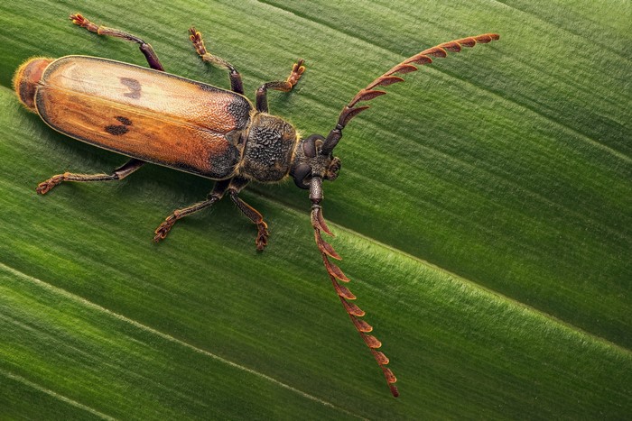 Gigantotrichoderes flabellicornis beetle on a green leaf