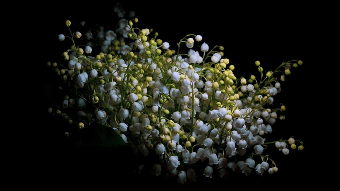 4K Lilies of the valley bouquet on black background