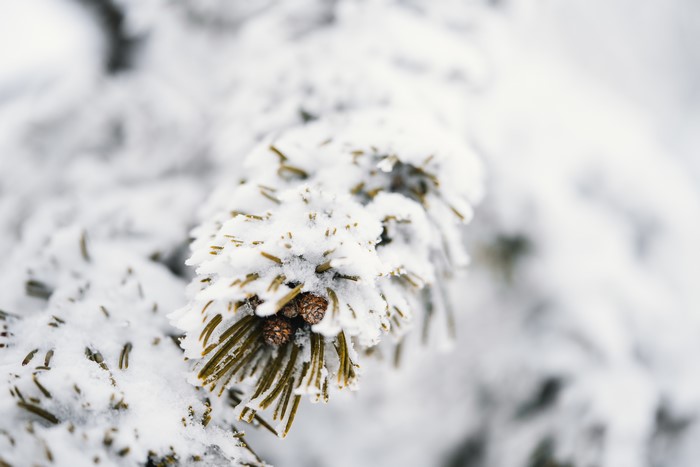 Snow-covered pine branches with cones