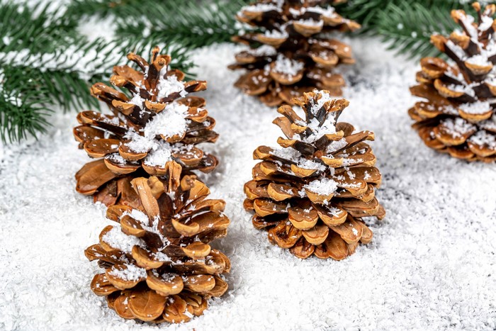 Pine cones with snow and pine branches