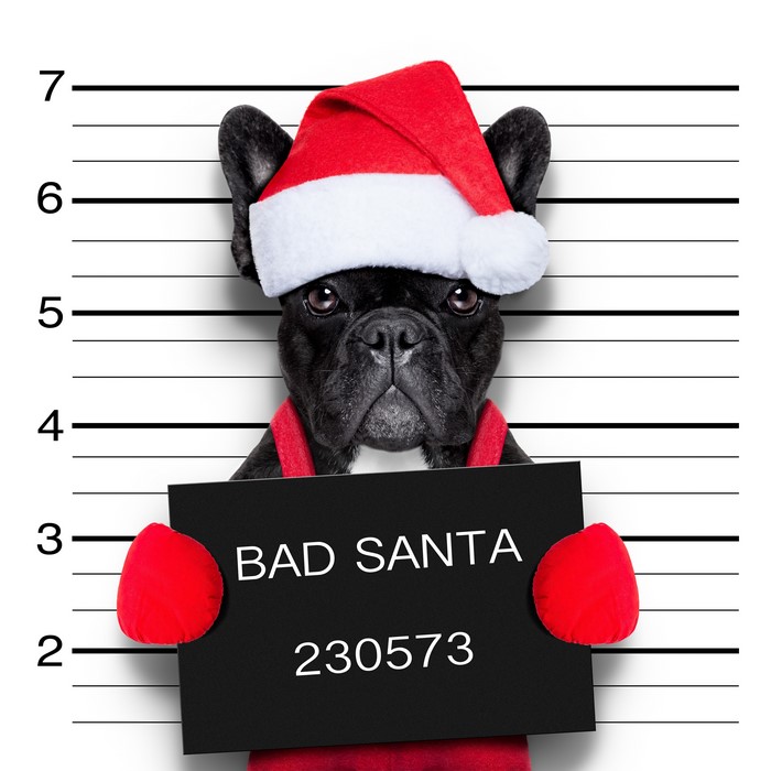 Bad Santa French Bulldog Mugshot