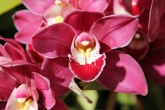 4K Closeup of Pink Orchid