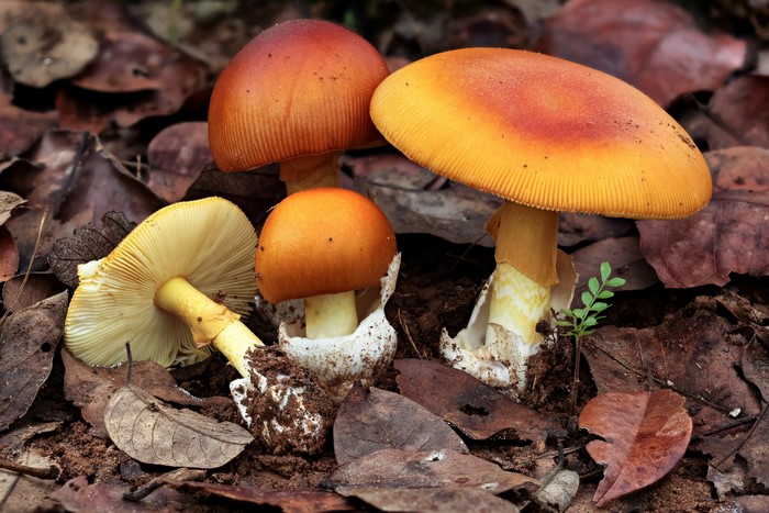 Amanita mushrooms with orange caps and white stems