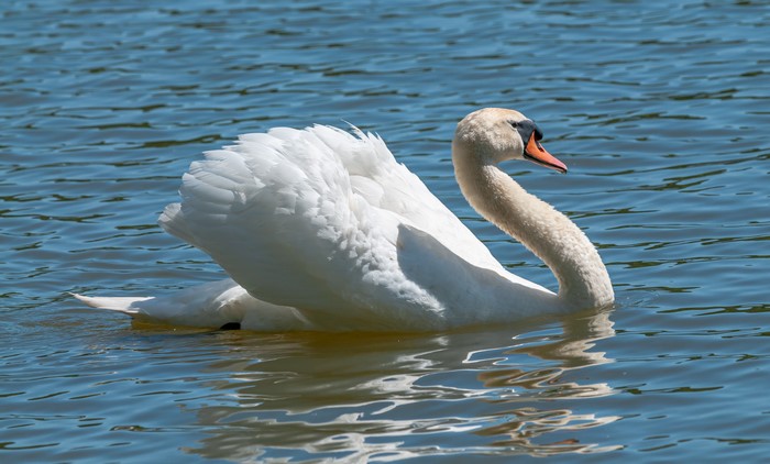 White Swan Swimming on Water