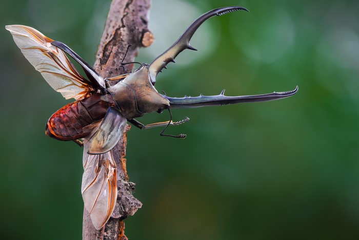 Cyclommatus metallifer stag beetle on a branch
