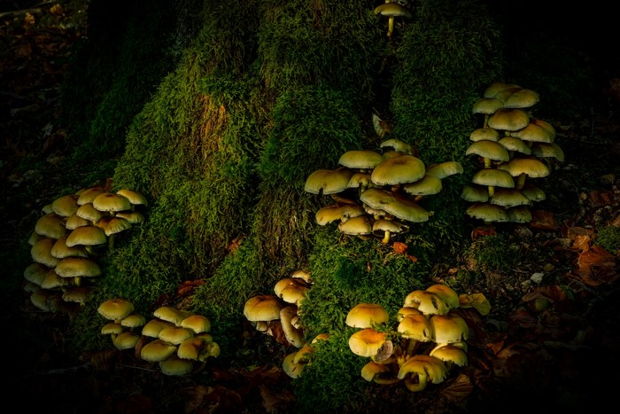 Mushrooms growing on a moss-covered tree trunk
