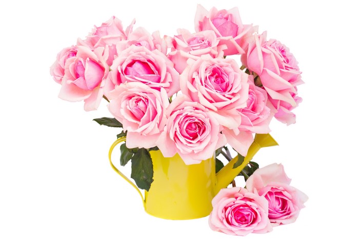 Pink Roses in a Yellow Watering Can
