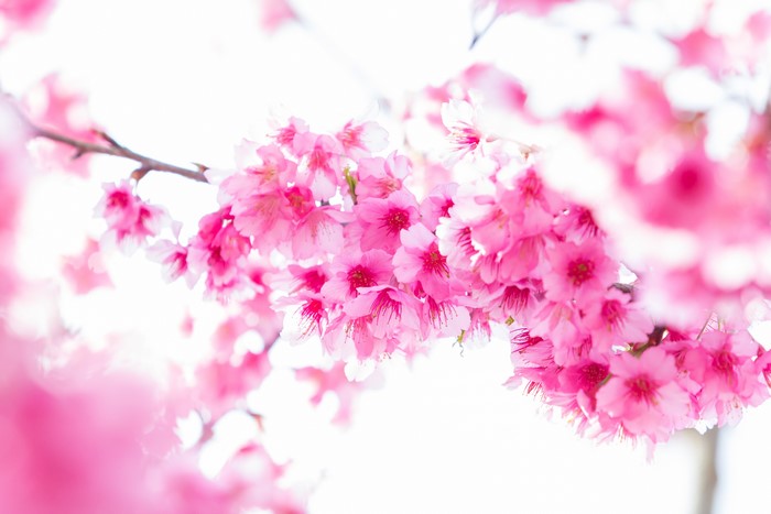 Pink Sakura Cherry Blossoms on Branches