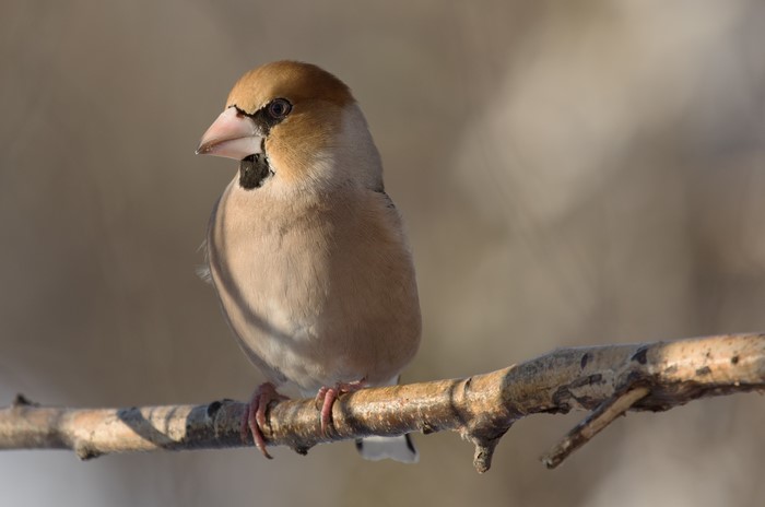 4K Hawfinch bird on branches with bokeh