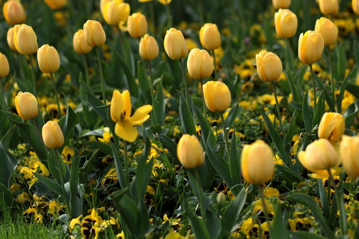 Yellow Tulips and Pansies in Bokeh