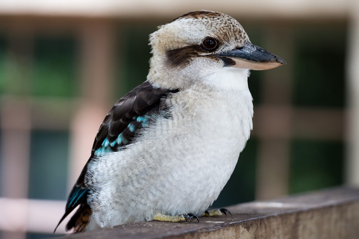 4K Kookaburra Bird Closeup Bokeh