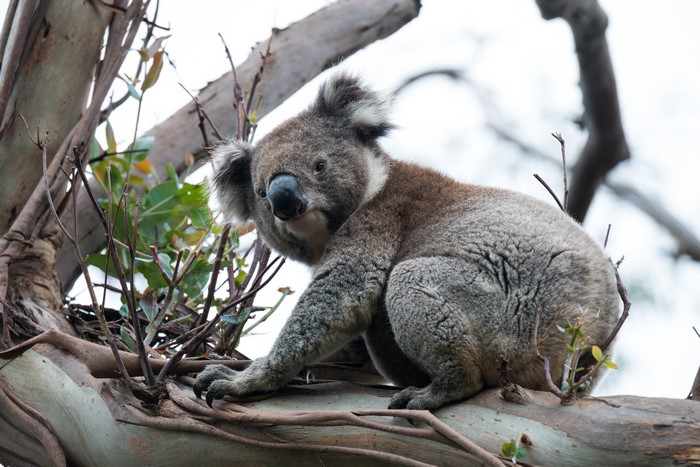 Koala sitting on a tree branch