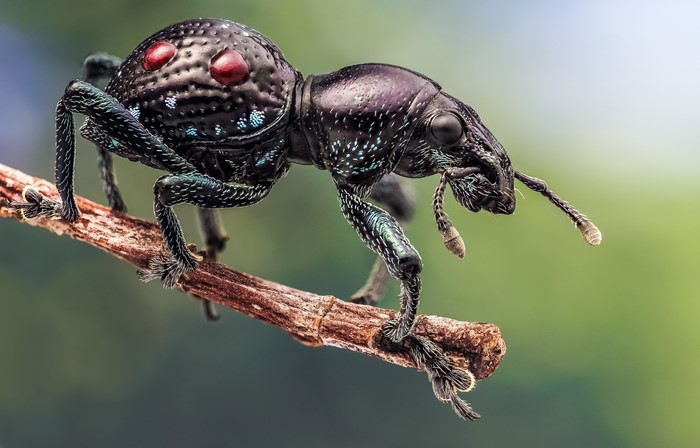 4K Macro shot of a black weevil insect