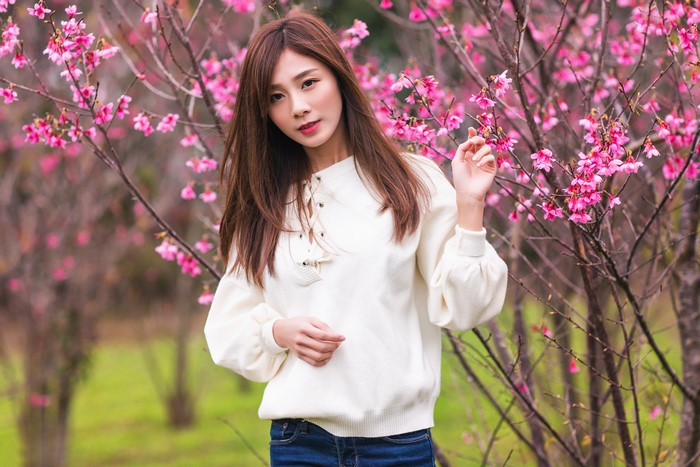 Asian woman in sweater among cherry blossoms
