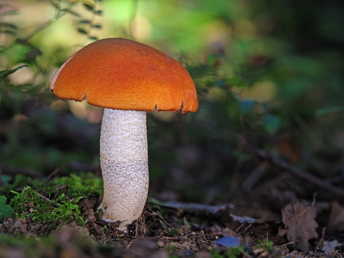 Red-capped scaber stalk mushroom in forest