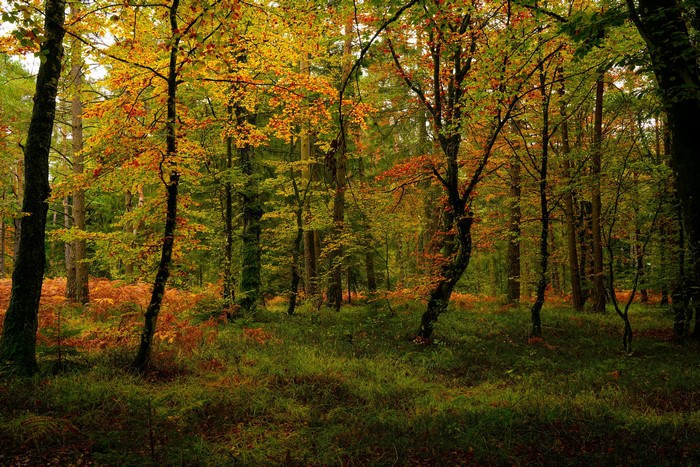 Autumn forest with colorful trees and ferns