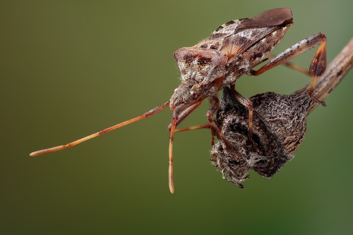 Leptoglossus occidentalis bug on a branch