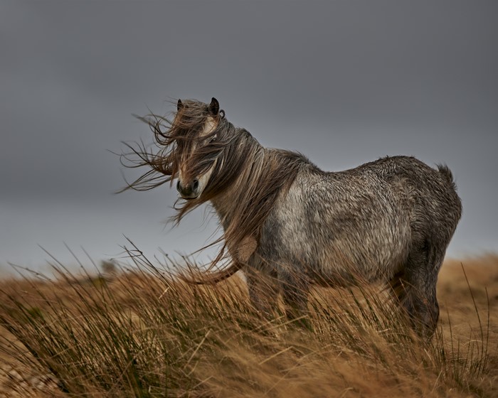 Horse in the wind with long mane