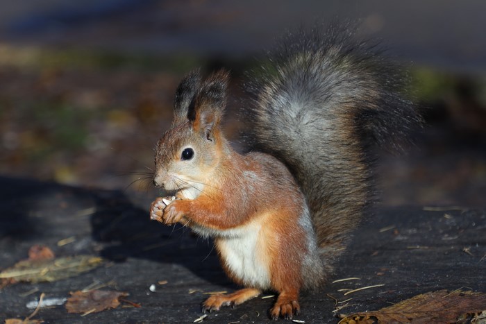Squirrel eating seeds