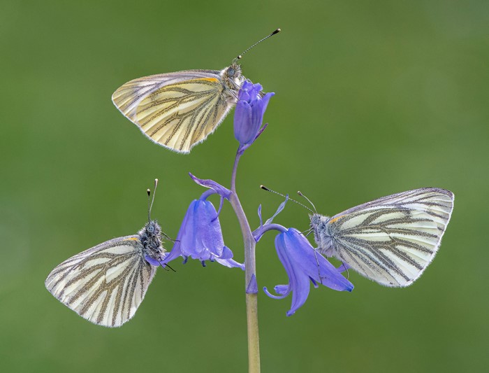 Three Green-veined White Butterflies on Bluebells