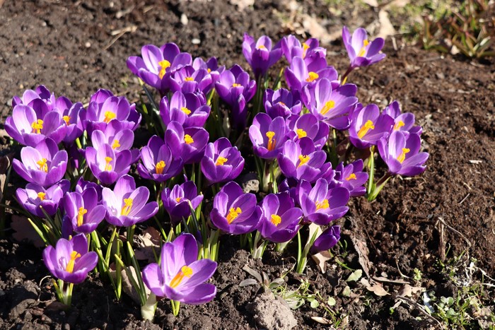 Many Violet Crocuses in Soil