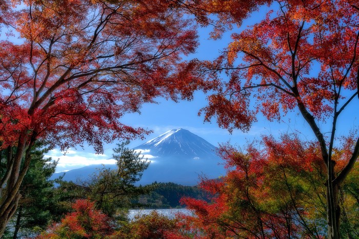 Mount Fuji in Autumn with Red Maple Trees
