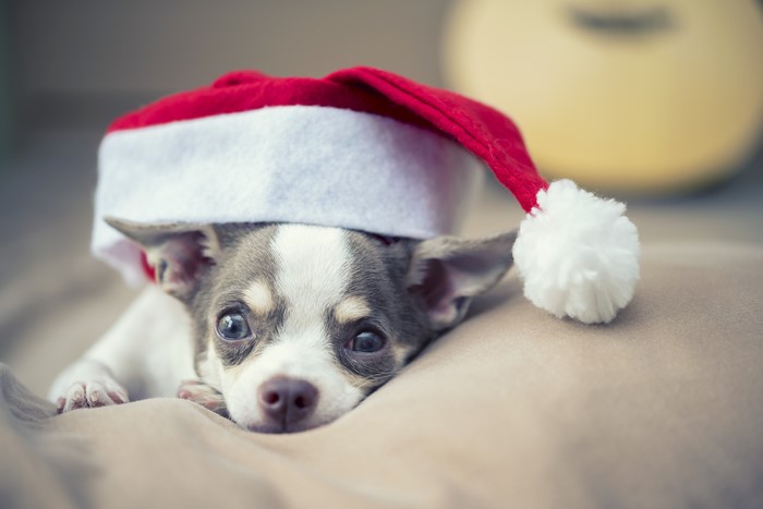 Chihuahua dog wearing a Santa hat