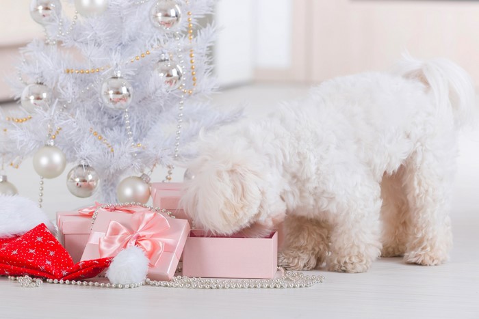 White Bolognese dog near Christmas tree and gifts