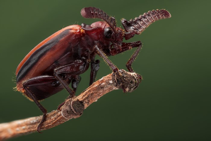 Paussinae beetle with elaborate antennae on a branch