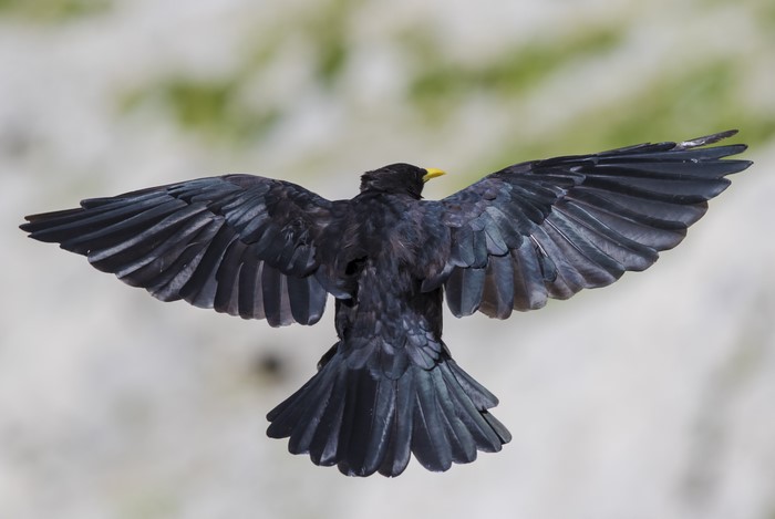 4K Jackdaw bird in flight, back view