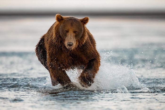 Brown Bear Running Through Water