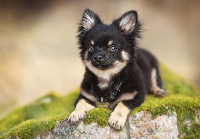 Chihuahua puppy with black and tan fur lying on mossy rocks