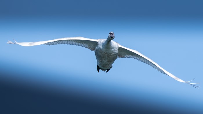 A swan in flight against a blue sky