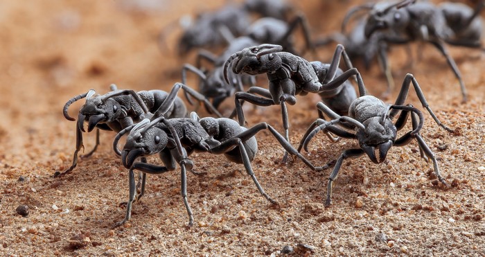 Group of Ants on Sandy Ground