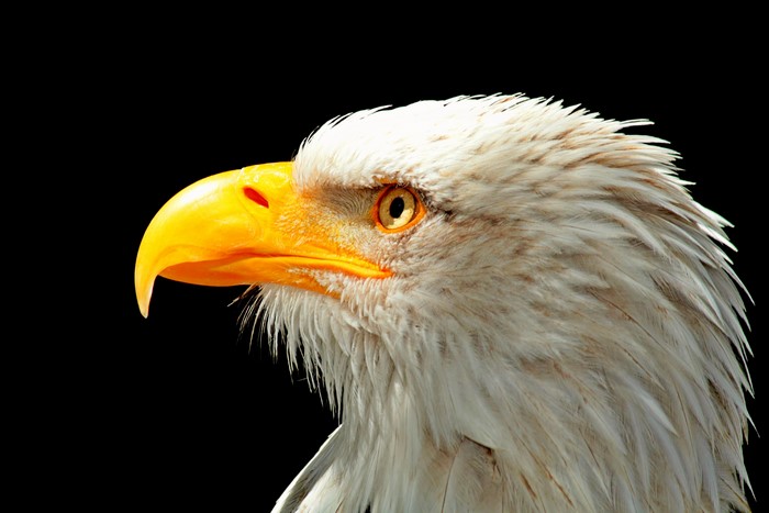 Bald Eagle Head Closeup 4K