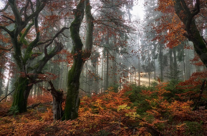 Misty Autumn Forest with Sunbeams