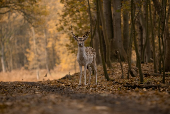 Deer in Autumn Forest
