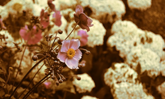 Pink Anemones with Bokeh