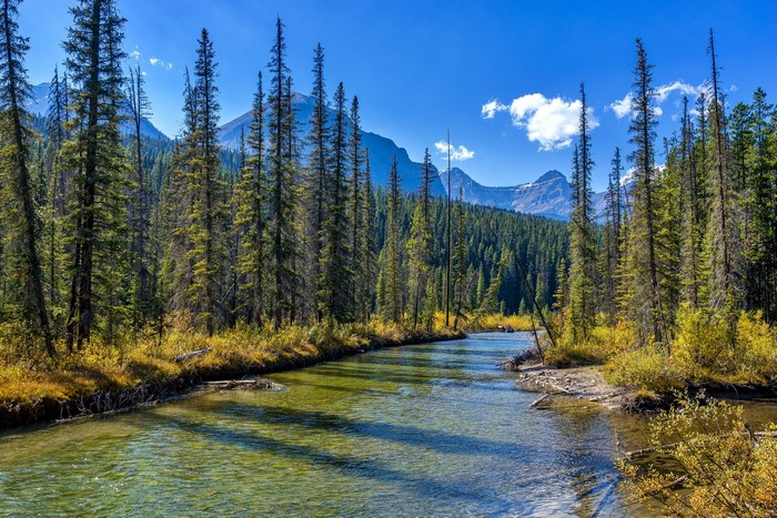 Scenic Jasper Park River and Forest in Alberta