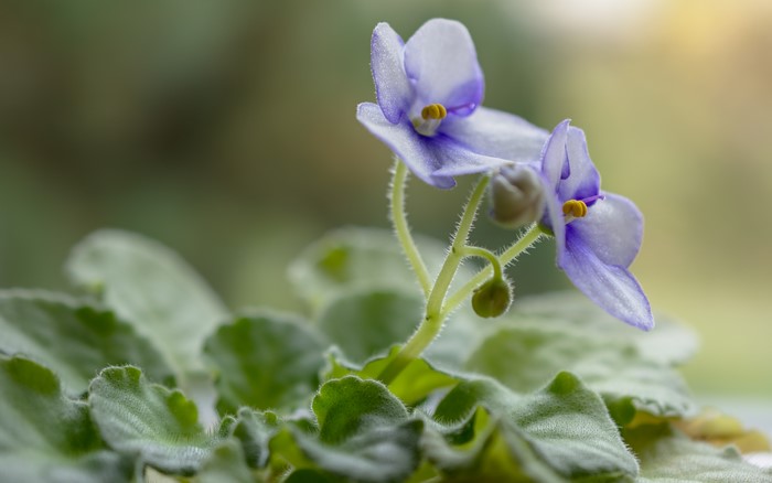African Violets with Bokeh