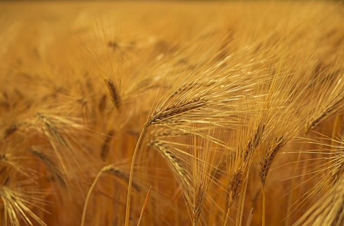 Barley field with bokeh