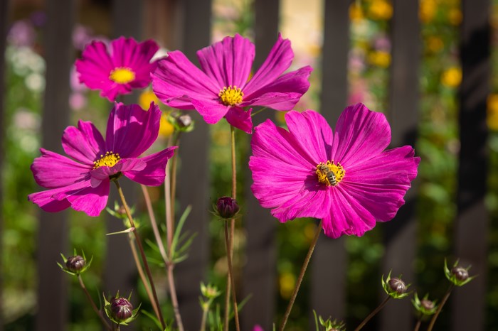 Pink Cosmos Flowers with Bee and Bokeh